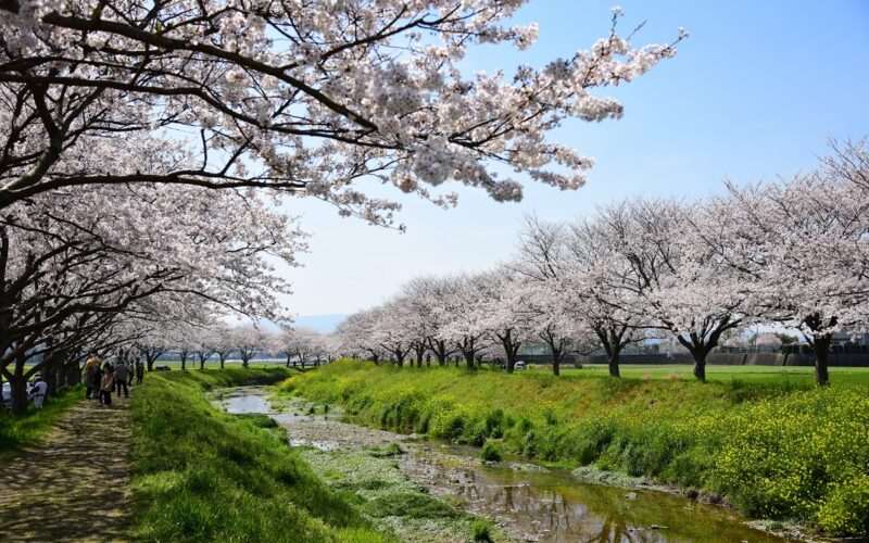Cherry blossom trees lining the Kusaba River, rape blossoms
