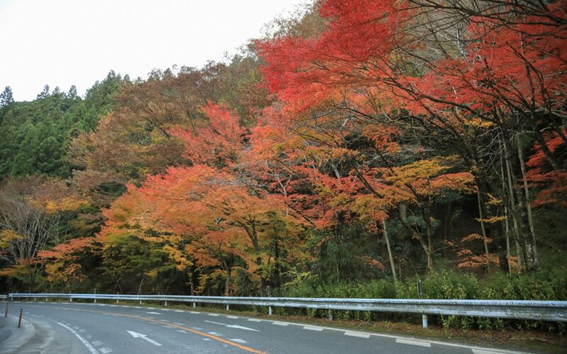 Momiji (Autumn Leaves) Road
