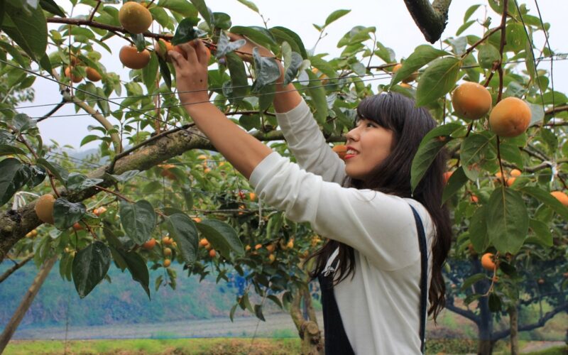 Nagano Persimmon Orchard