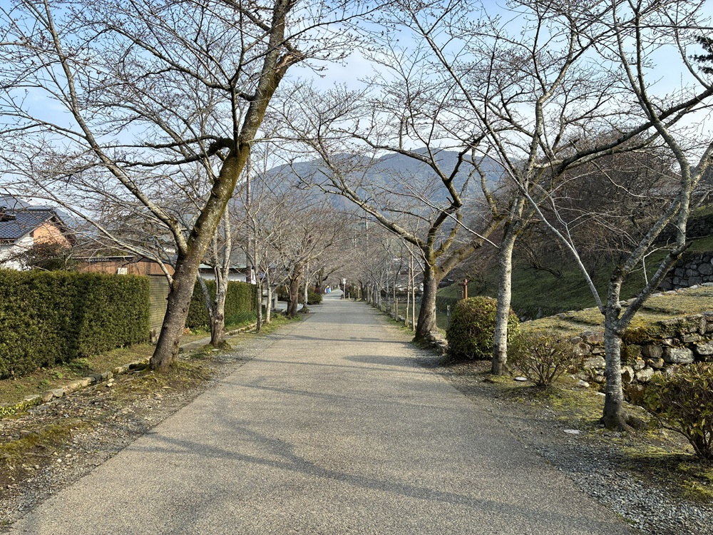 20260320秋月杉の馬場の桜_2