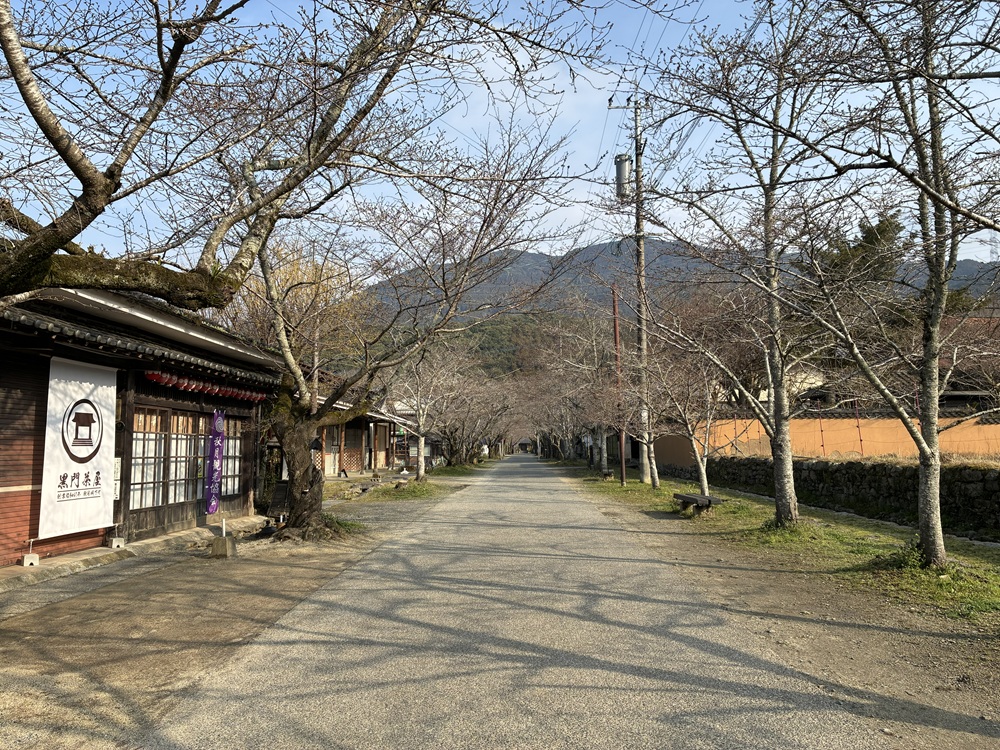 20260320秋月杉の馬場の桜_3