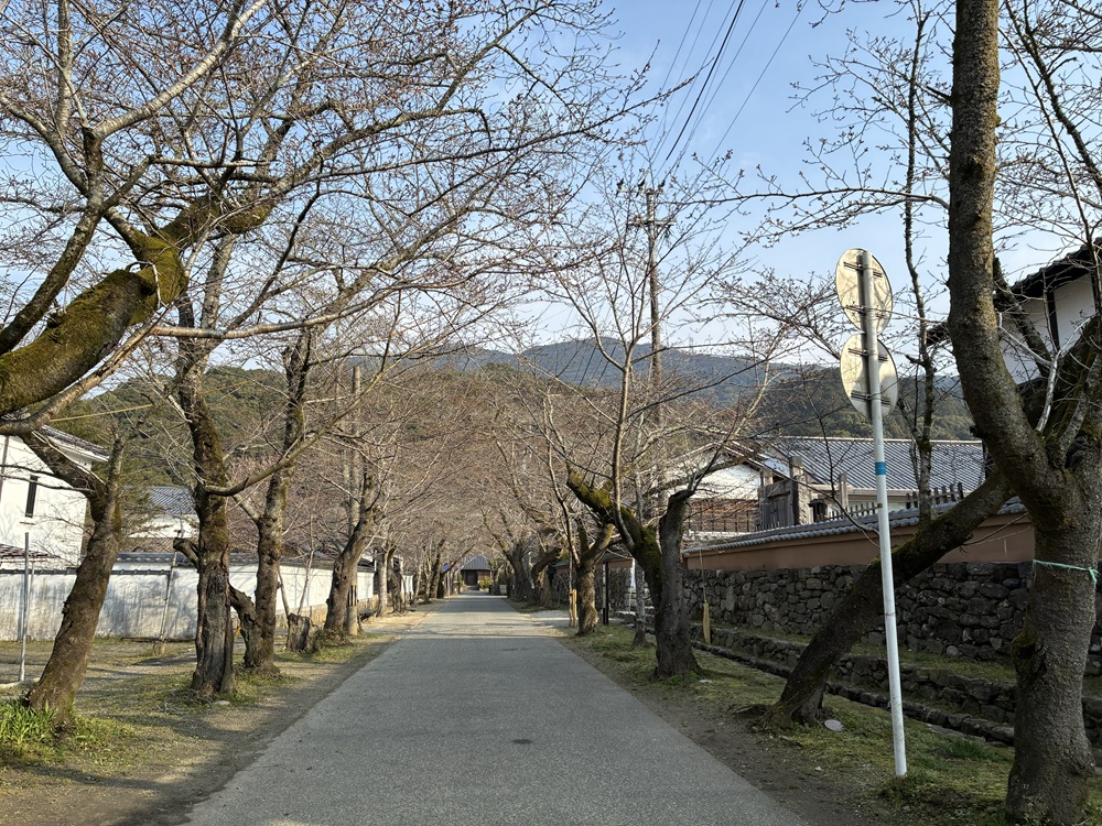 20260320秋月杉の馬場の桜_4