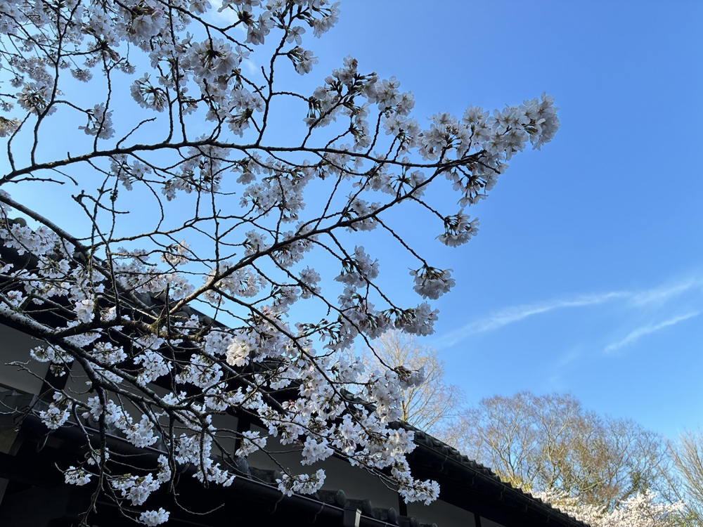 20260326秋月杉の馬場の桜_1