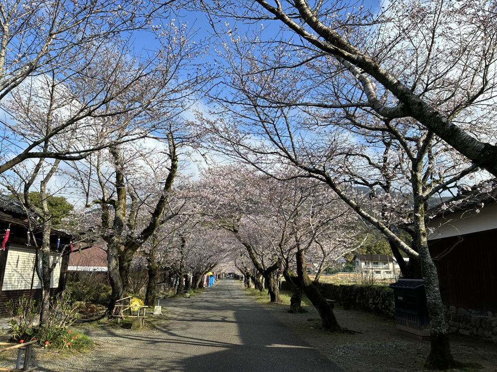 20260326秋月杉の馬場の桜_2