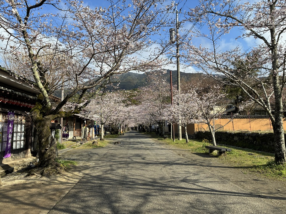 20260326秋月杉の馬場の桜_3