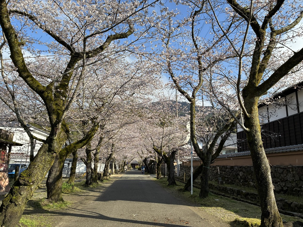 20260326秋月杉の馬場の桜_4