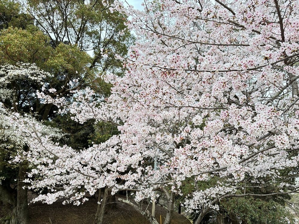 20260330甘木公園の桜_1