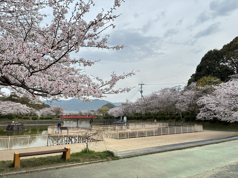 20260330甘木公園の桜_2